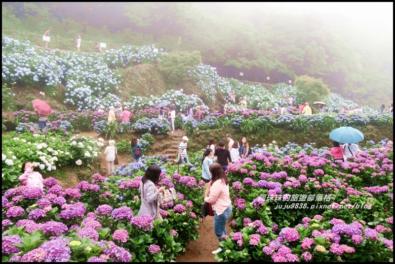 竹子湖繡球花26.JPG 竹子湖繡球花26.JPG