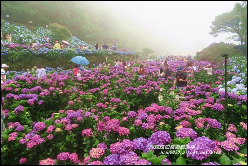 竹子湖繡球花27.JPG