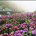 竹子湖繡球花27.JPG