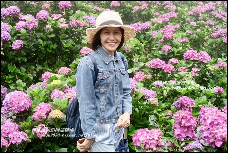 竹子湖繡球花28.JPG 竹子湖繡球花28.JPG