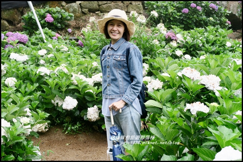 竹子湖繡球花30.JPG 竹子湖繡球花30.JPG