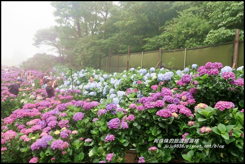 竹子湖繡球花31.JPG 竹子湖繡球花31.JPG