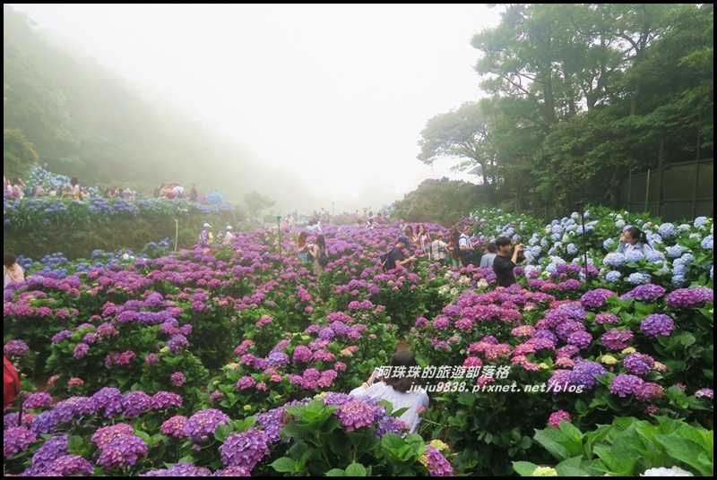 竹子湖繡球花32.JPG 竹子湖繡球花32.JPG