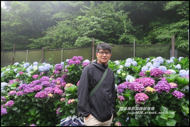 竹子湖繡球花33.JPG 竹子湖繡球花33.JPG