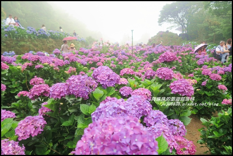 竹子湖繡球花35.JPG 竹子湖繡球花35.JPG