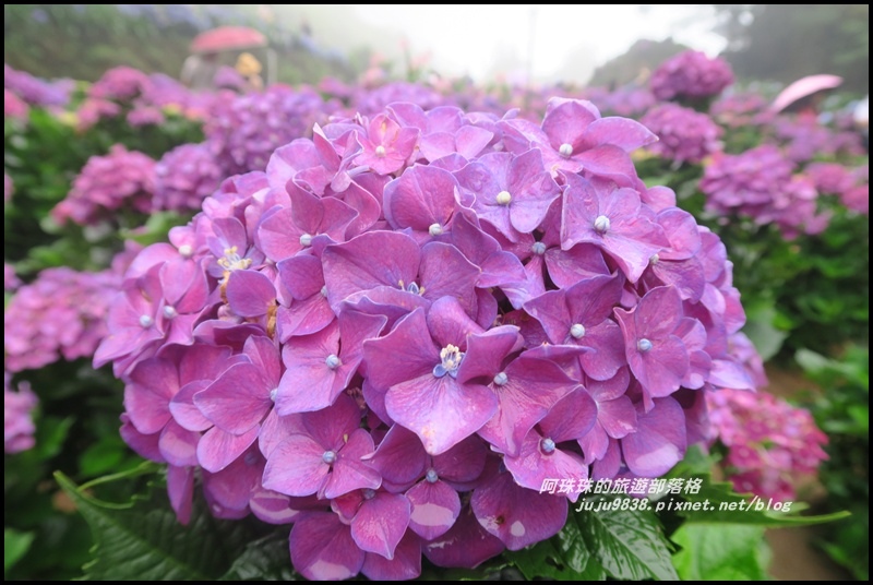 竹子湖繡球花34.JPG 竹子湖繡球花34.JPG