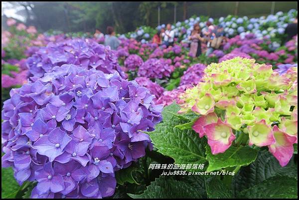 竹子湖繡球花36.JPG