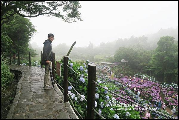 竹子湖繡球花41.JPG