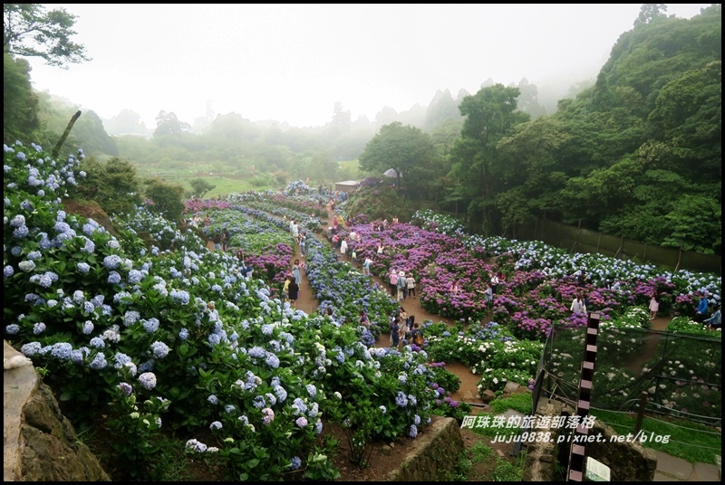 竹子湖繡球花40.JPG