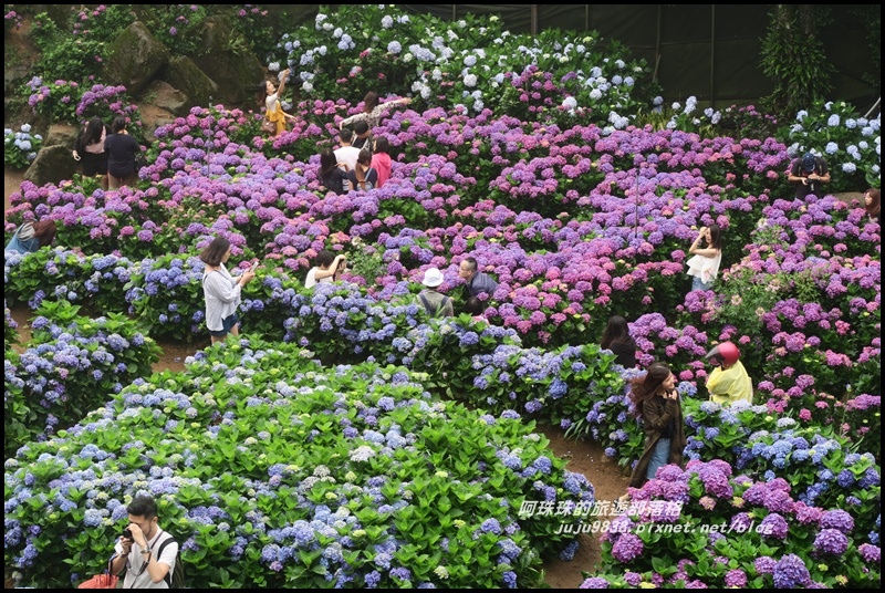 竹子湖繡球花42.JPG 竹子湖繡球花42.JPG