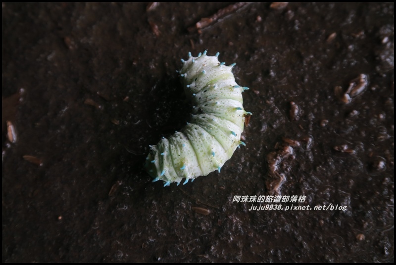 竹子湖繡球花43.JPG 竹子湖繡球花43.JPG