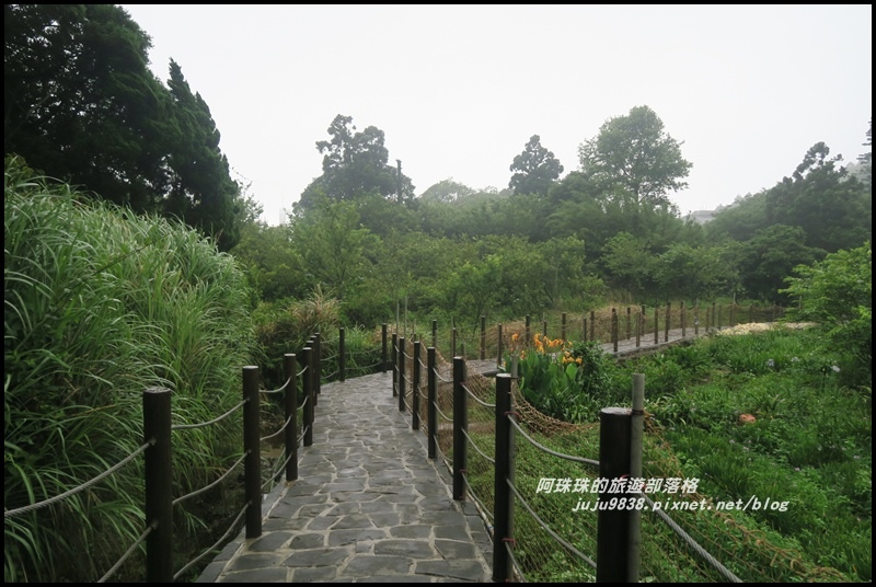 竹子湖繡球花44.JPG 竹子湖繡球花44.JPG