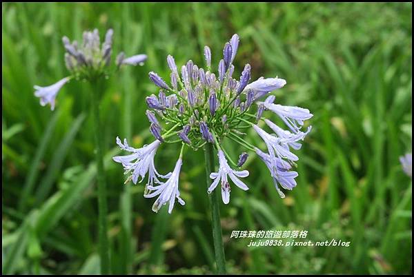 竹子湖繡球花45.JPG