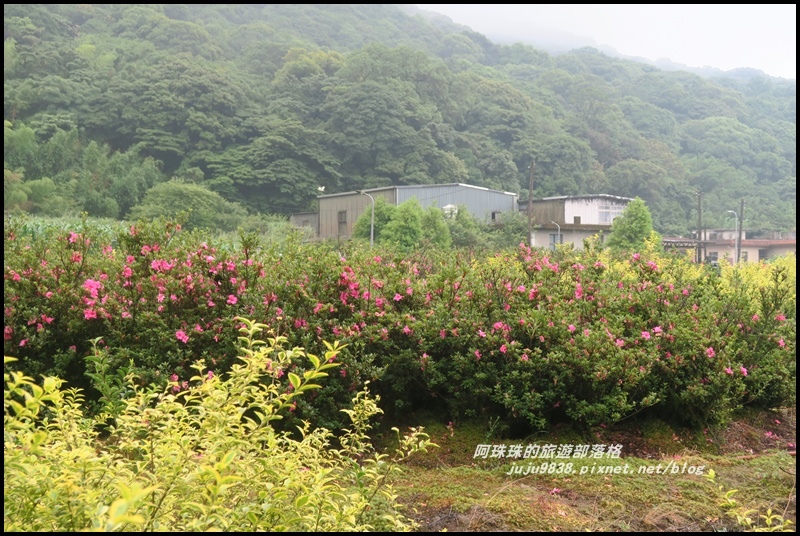 竹子湖繡球花46.JPG 竹子湖繡球花46.JPG