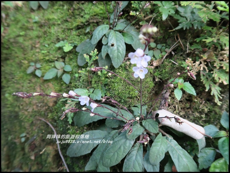 桃源谷18.JPG 桃源谷18.JPG