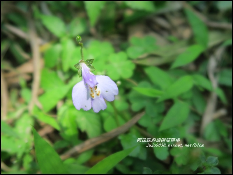 桃源谷22.JPG 桃源谷22.JPG