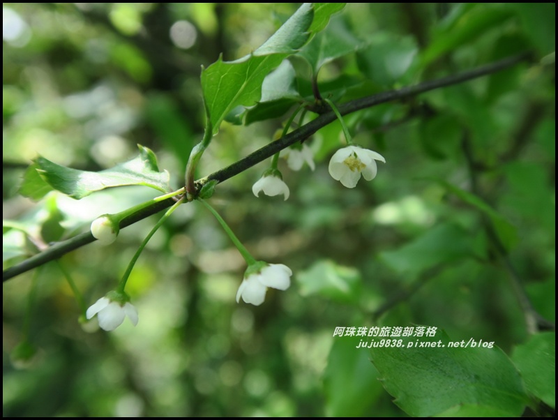 桃源谷32.JPG 桃源谷32.JPG