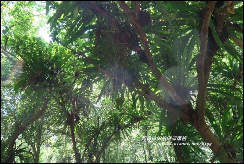 林美石磐步道28.JPG 林美石磐步道28.JPG