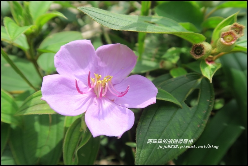 南子吝步道12.JPG 南子吝步道12.JPG