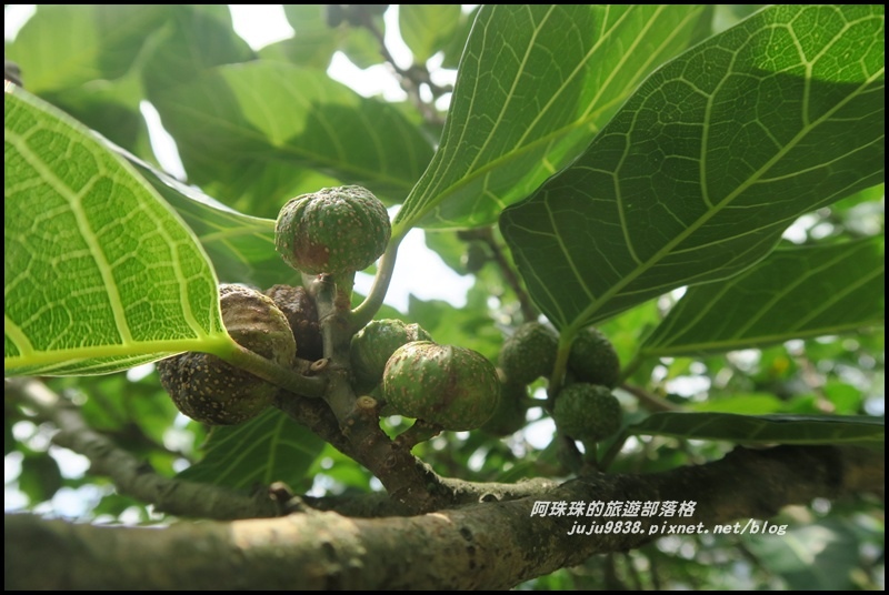 南子吝步道14.JPG 南子吝步道14.JPG