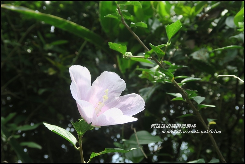 南子吝步道16.JPG 南子吝步道16.JPG