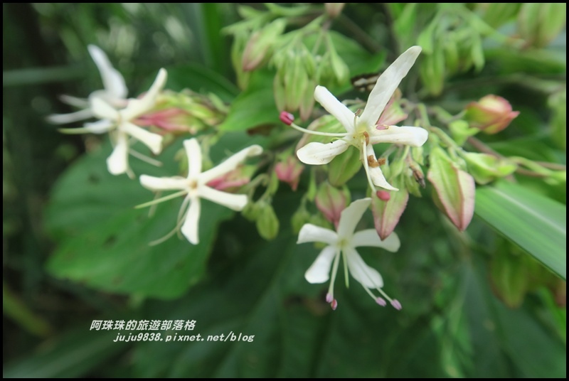 南子吝步道44.JPG 南子吝步道44.JPG