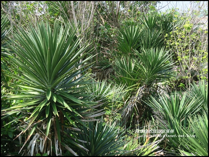 澎湖林投公園6