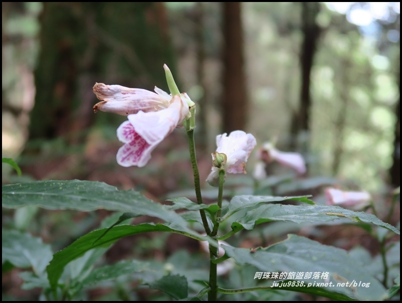 特富野古道10.JPG