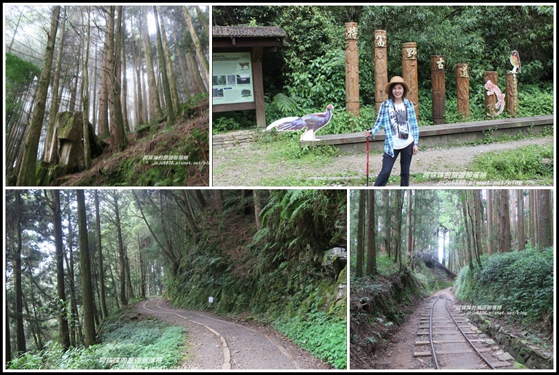 ,嘉義,阿里山,特富野古道,森林鐵道,步道,水山古道,水山線舊鐵道,瀑布,登山,鐵路,