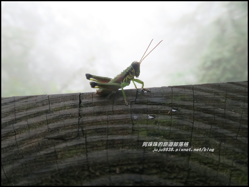 杉林溪16.JPG 杉林溪16.JPG