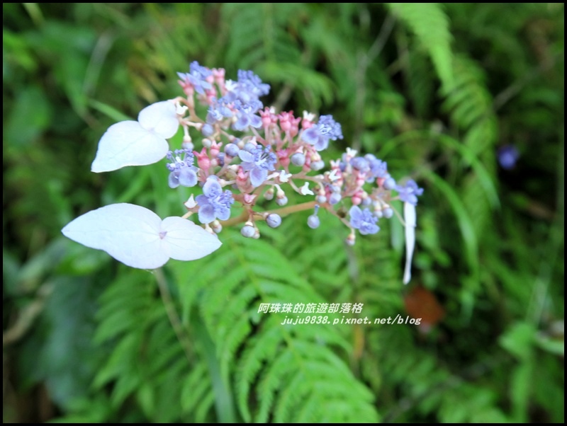 杉林溪54.JPG 杉林溪54.JPG