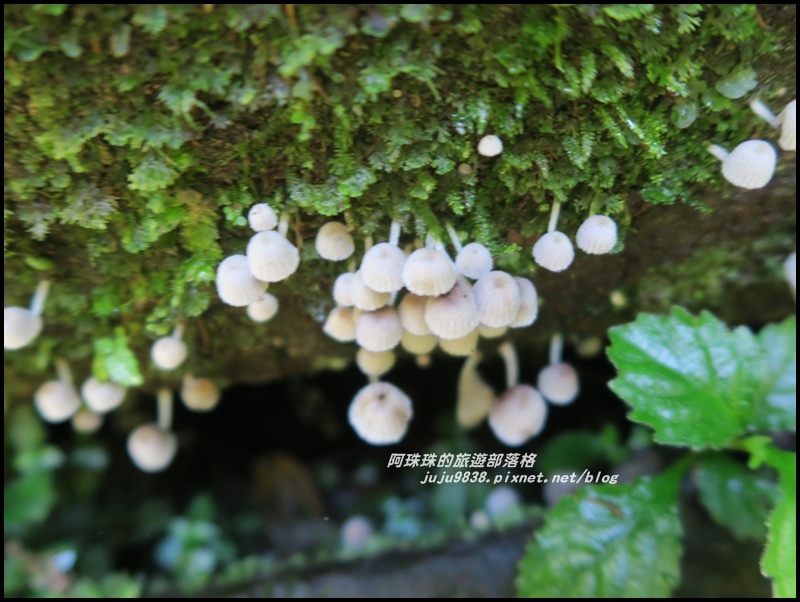 杉林溪60.JPG 杉林溪60.JPG