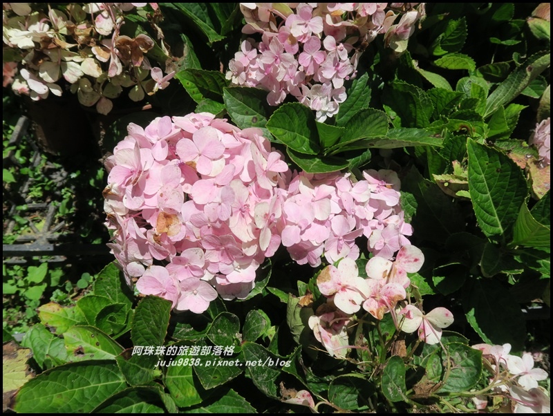 杉林溪67.JPG 杉林溪67.JPG