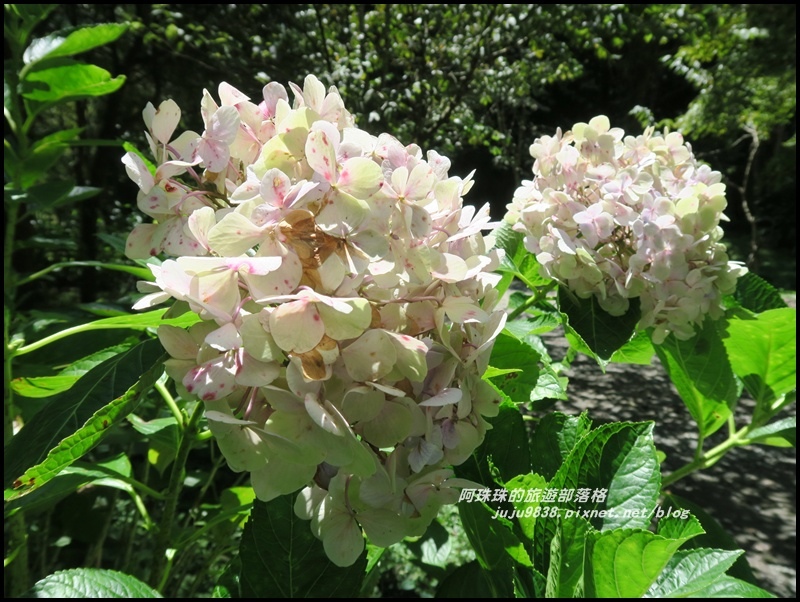 杉林溪66.JPG 杉林溪66.JPG