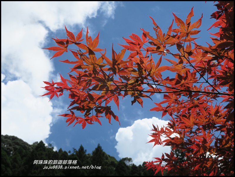 杉林溪72.JPG 杉林溪72.JPG