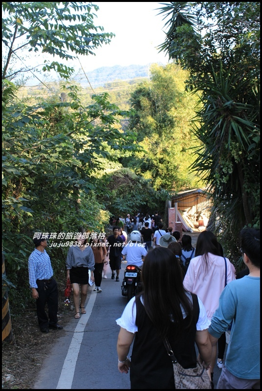 三灣落羽松1.JPG 三灣落羽松1.JPG