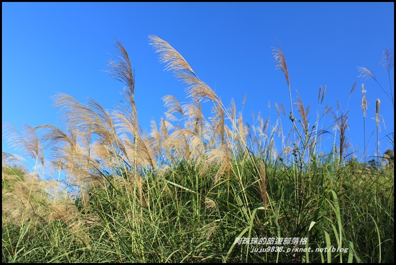 三灣落羽松3.JPG 三灣落羽松3.JPG