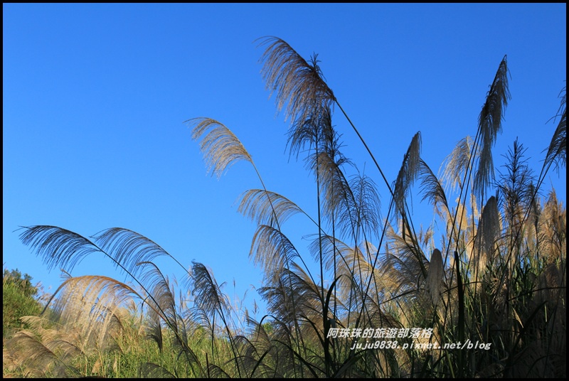 三灣落羽松2.JPG 三灣落羽松2.JPG