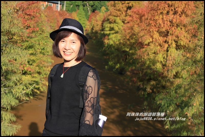 三灣落羽松6.JPG 三灣落羽松6.JPG