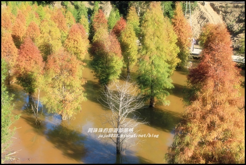 三灣落羽松7.JPG 三灣落羽松7.JPG