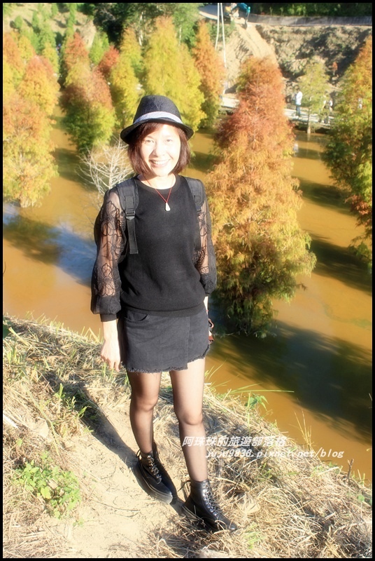 三灣落羽松8.JPG 三灣落羽松8.JPG