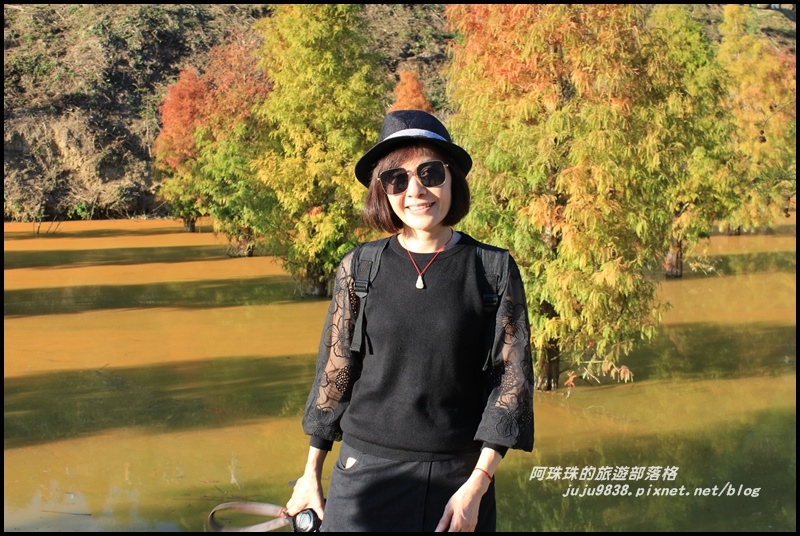 三灣落羽松11.JPG 三灣落羽松11.JPG