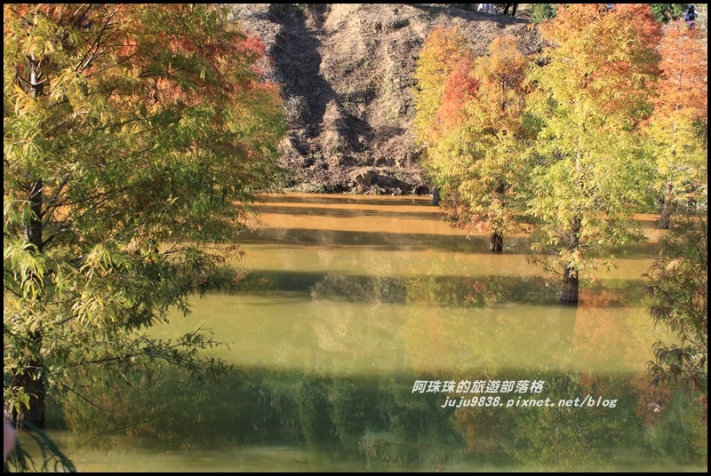 三灣落羽松13.JPG 三灣落羽松13.JPG