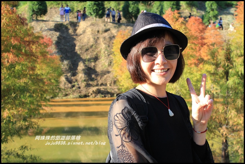 三灣落羽松14.JPG 三灣落羽松14.JPG