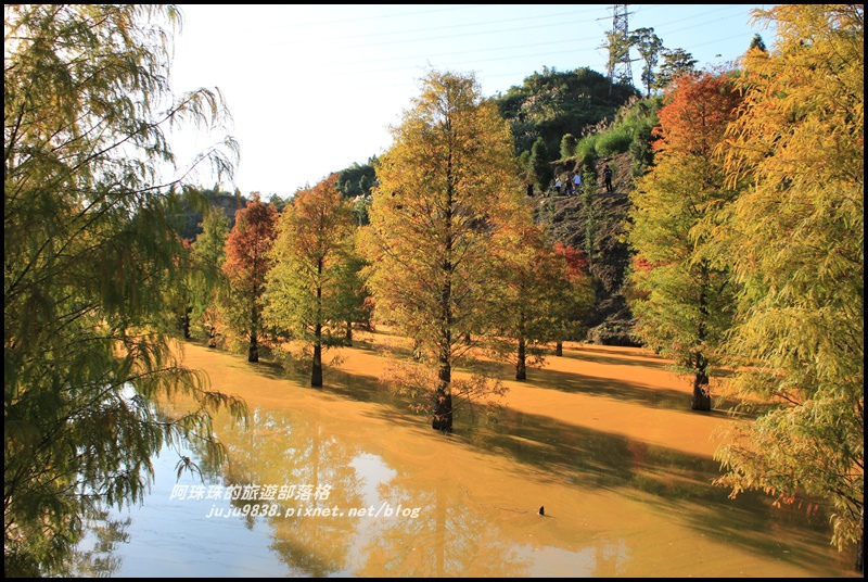 三灣落羽松16.JPG 三灣落羽松16.JPG