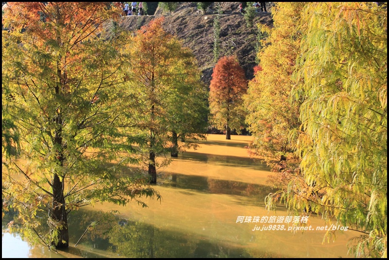 三灣落羽松15.JPG 三灣落羽松15.JPG