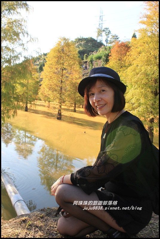 三灣落羽松17.JPG 三灣落羽松17.JPG