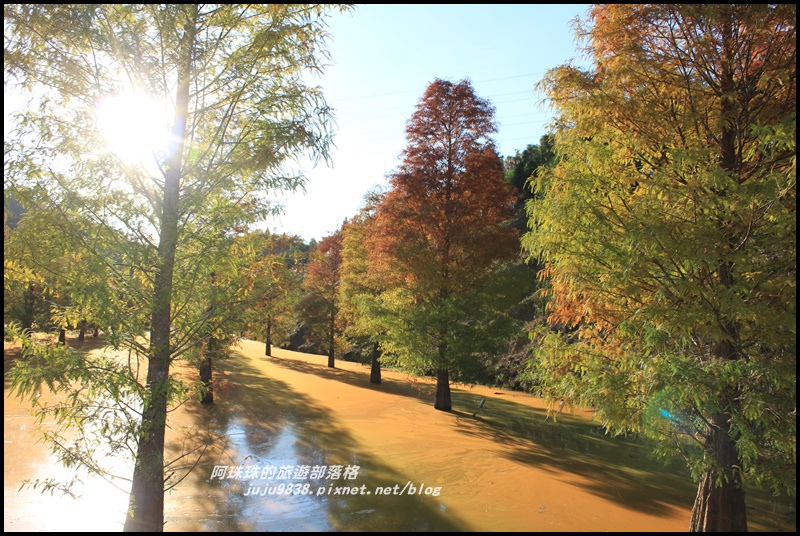 三灣落羽松20.JPG 三灣落羽松20.JPG