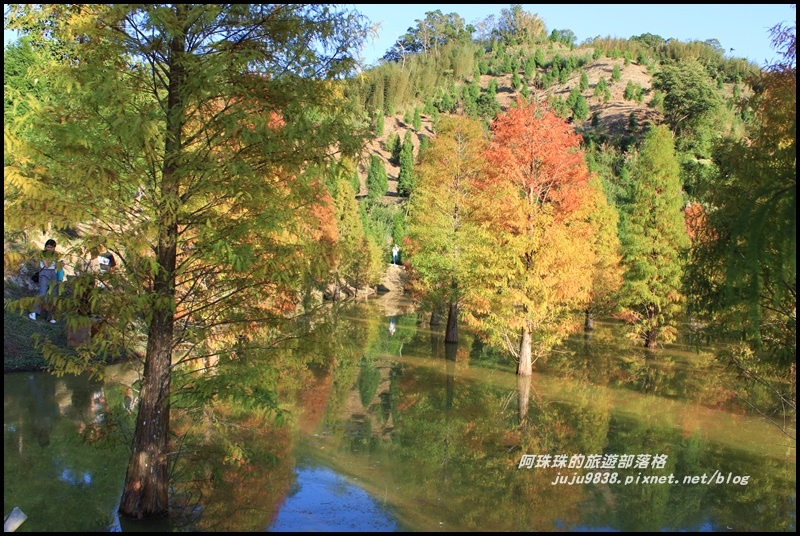 三灣落羽松21.JPG 三灣落羽松21.JPG