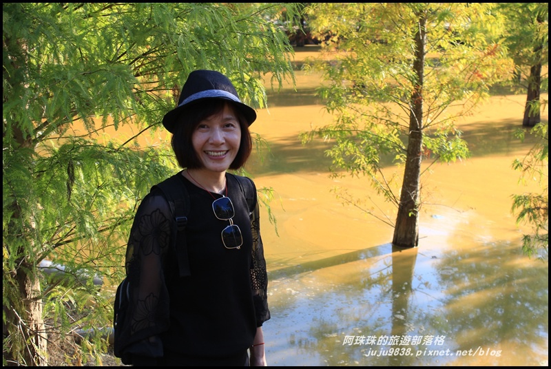 三灣落羽松22.JPG 三灣落羽松22.JPG